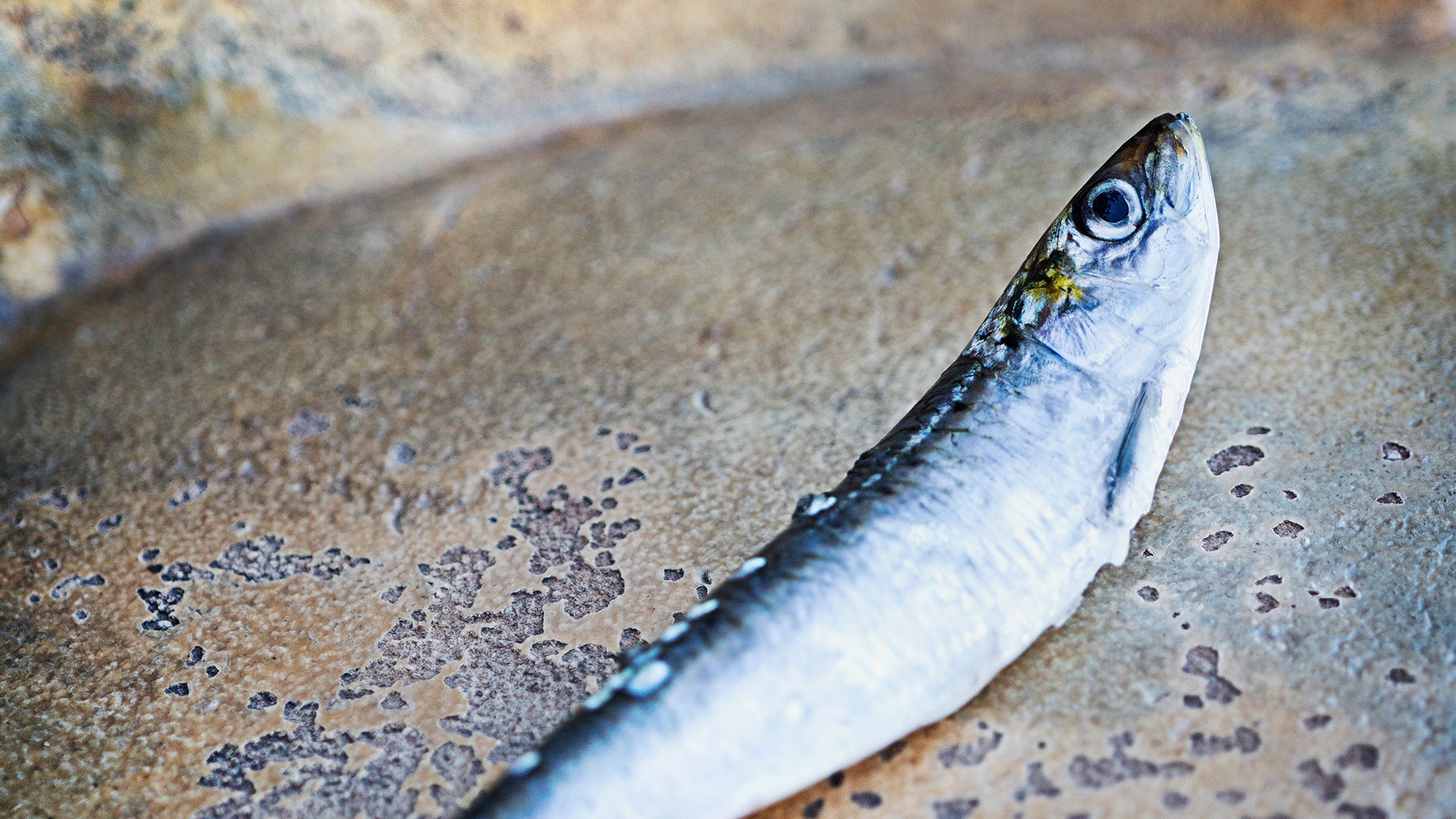 Ikonen Header Sardine 1920x1080